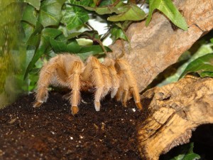 4447 - Aphonopelma chalcodes - USA und Mexico