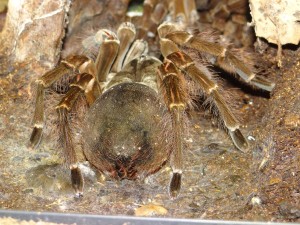 Vogelspinnen sind eine Familie in der Unterordnung der Vogelspinnenartigen