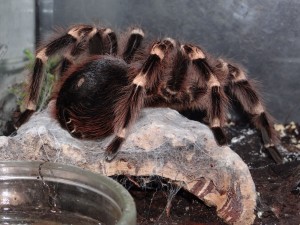 Vogelspinnen traten bereits im Karbon vor 350 Millionen Jahren auf