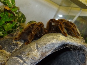 Vogelspinnen werden in der Regel in Einzelterrarien gehalten