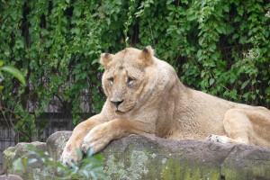 4518 - Löwe im Zoo