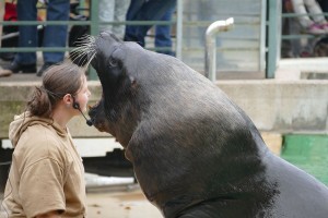 4518 - Robben im Zoo 2