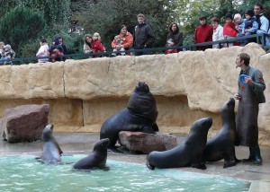 4518 - Robben im Zoo
