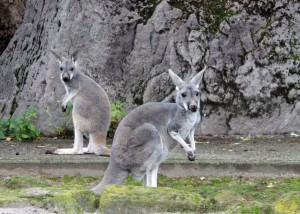 4588 - Känguru Jungtiere