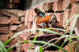 4685 - Mähnenibis_mit Jungtieren