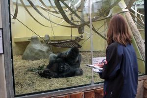 4805 - Gorillas