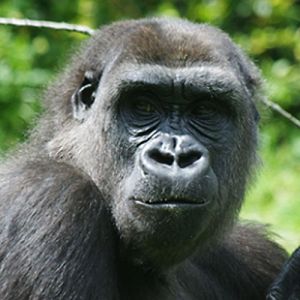 4882 - Gorilla Sheila 1