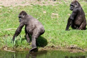 4882 - Gorilla Sheila 2