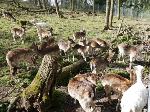 4980 - Wildgehege Leimen