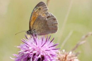 2169 - Schmetterling