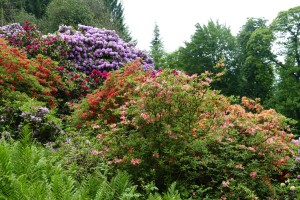 2194 - Rhododendron-Anlage HD - 10