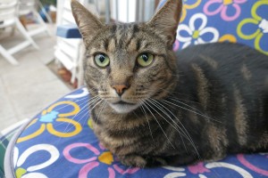 2225 - Kater Franz-Josef