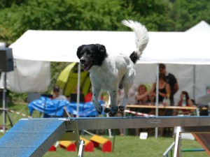 5288 - Hundefreunde GA - Agility - 3