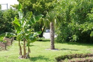 5340 - Palm Beach Nussloch 1