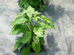 5340 - Palm Beach Nussloch 5 - Carolina Reaper