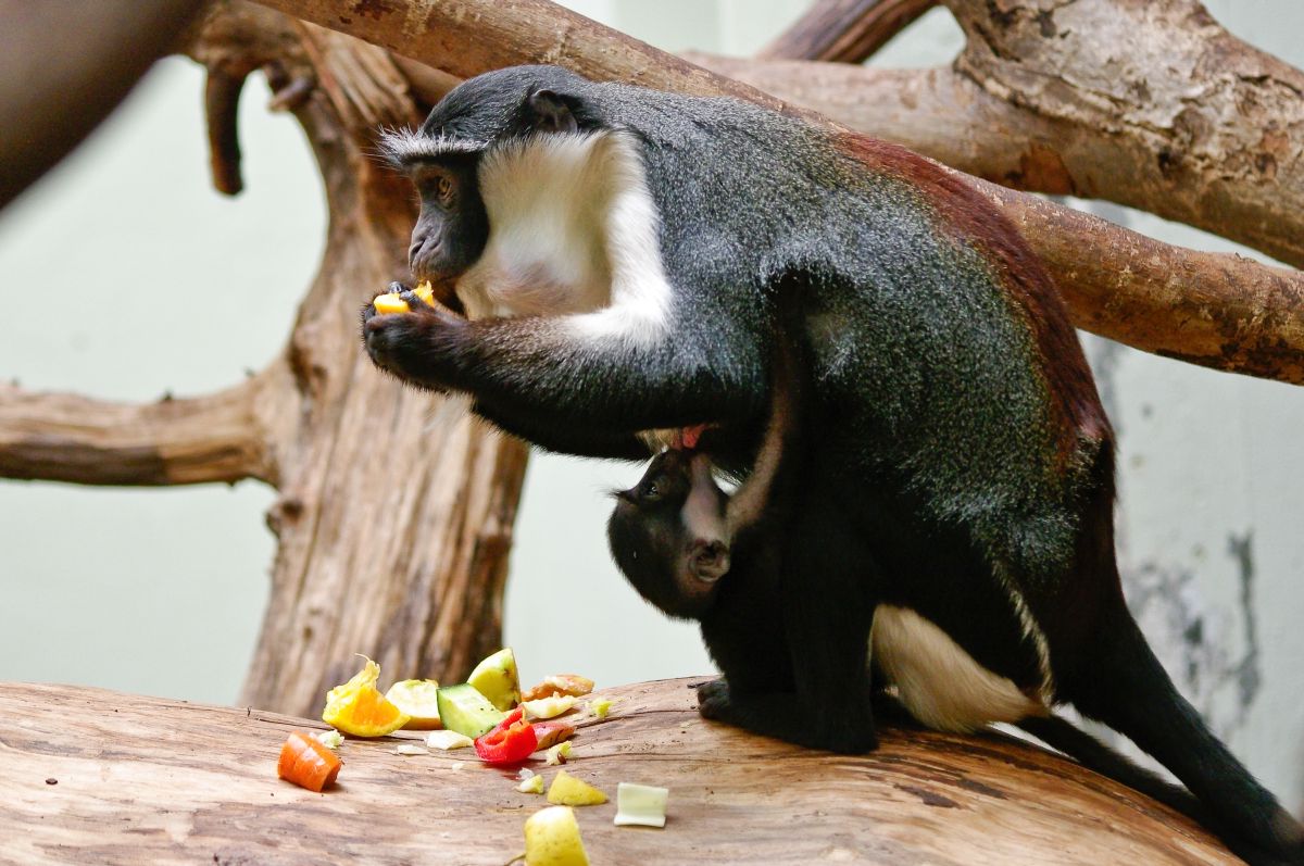 Der Zoo Heidelberg freut sich über die Geburt einer Roloway-Meerkatze