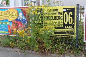 5377 - Jakobskreuzkraut Bhf Dilje 2