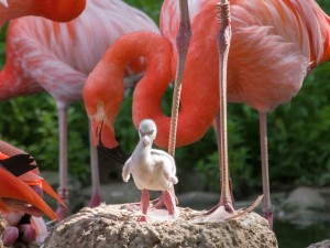 5417 - Flamingokueken 2