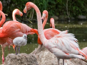 5417 - Flamingokueken