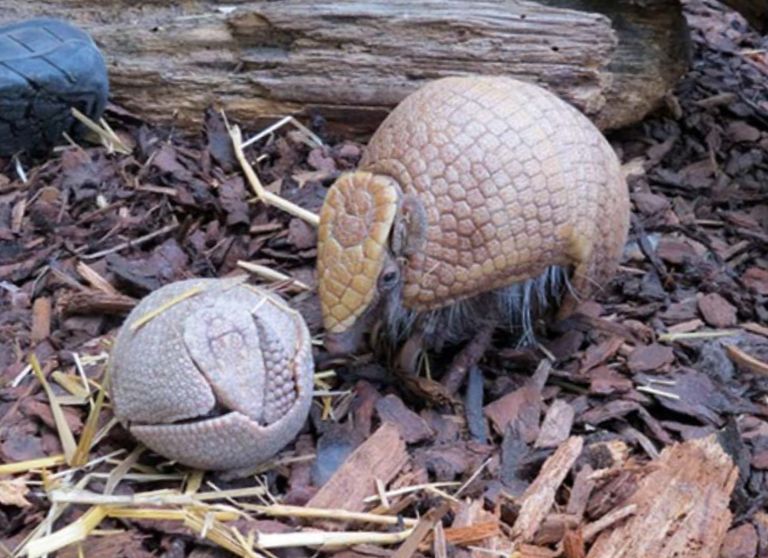 Zweifacher Nachwuchs bei den Kugelgürteltieren  im Zoo Heidelberg