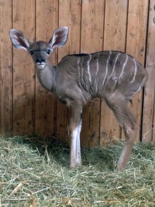 5547 - Kudu 1