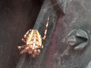 5554 - Spinne1