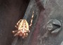 Tüchtiger Schreck beim Motorradfahren: Spinne als Mitfahrerin am Lenker