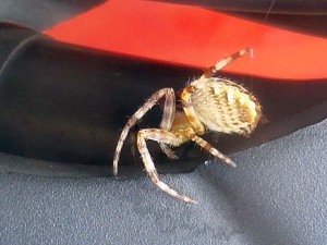 5554 - Spinne2