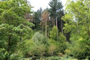 5561 - Kreisforstamt_informiert_zu_Borkenkäfern-1