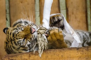 5576 - Tiger