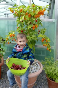 5707 - Chili-Ernte - 2
