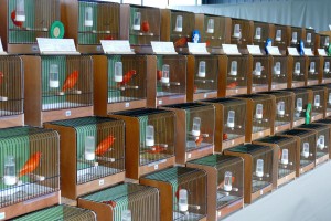 5820 - Vogelzüchter Leimen - 4
