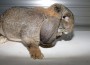 Rechtsfrage geklärt: Darf der Osterhase kommen und die Eier verstecken?