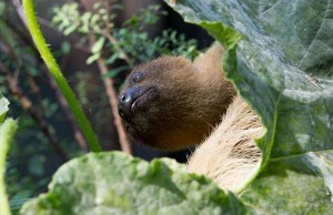 5844 - Zweifingerfaultier-ZooHD-2015_01_kl