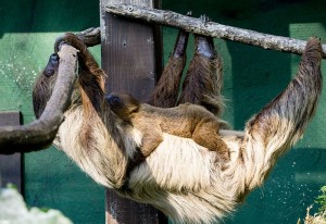 5844 - Zweifingerfaultier-ZooHD-2015_kl