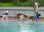 Hundebadetag im Leimener Freibad – Nicht alle Hunde wagten den Sprung ins Becken