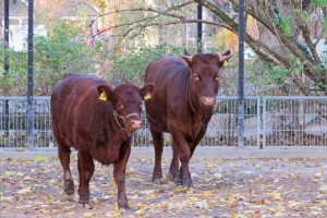 5951 - RotesHoehenvieh_ZooHD