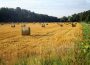 Neuer EU-Bio-Preis: Förderung der Öko-Landwirtschaft – Bewerbungen bis 8. Juni 2022