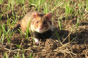 6452 - Feldhamster-ZooHD_UW_kl