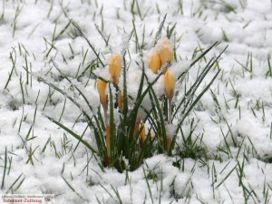 6724 - Winterimpressionen 3