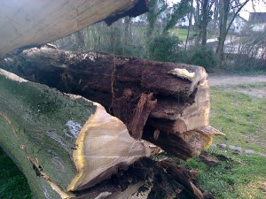 6833 - Götterbaum Baumfällung