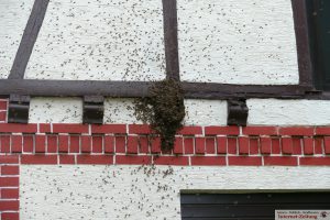 7089 - Bienenschwarm 1