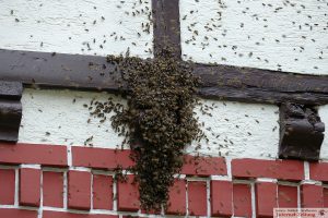 7089 - Bienenschwarm 2