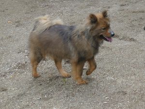 7116 - Eurasier 3
