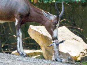 Jungtier vom 5.6.16 - 1 Tag alt