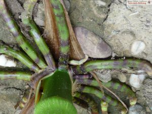 7616 - Spinne oder was