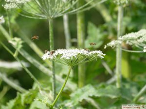 7652 - Herkulesstaude - Riesenbärenklau - Bekämpfung - 3 - Bienenweide