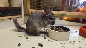 7783 - Chinchilla