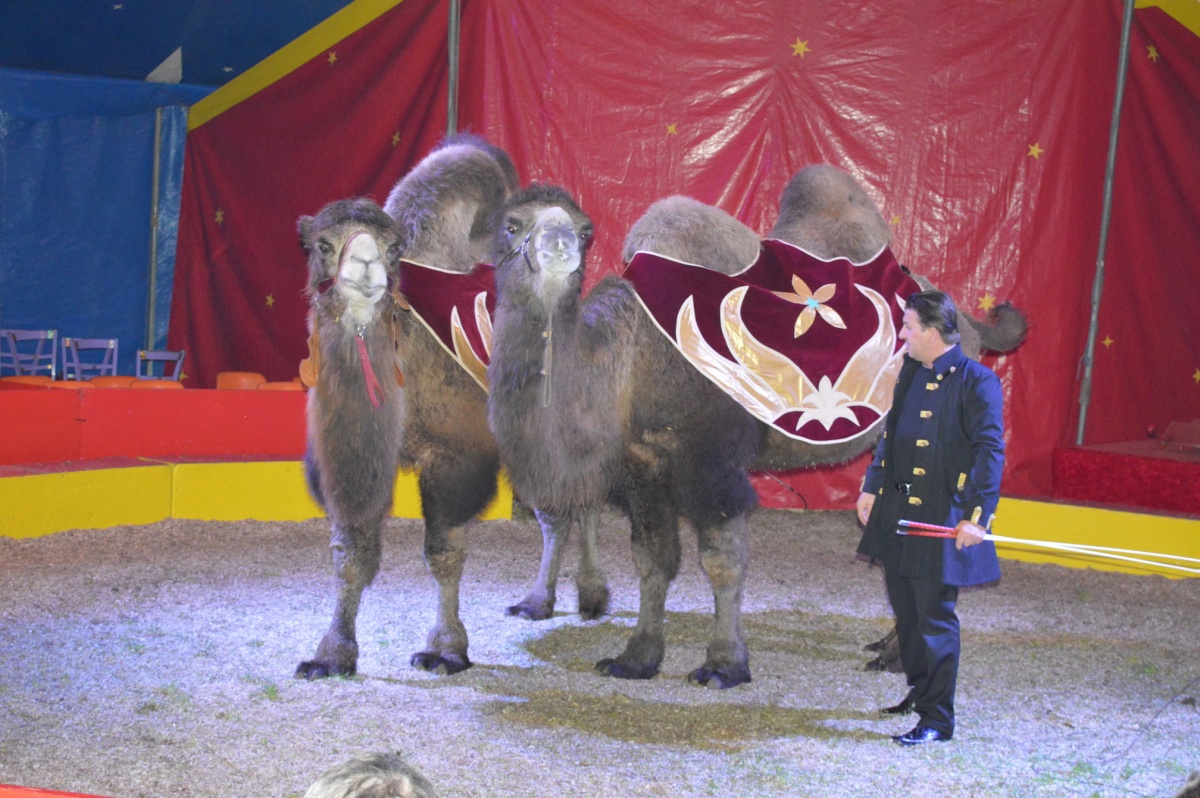 Romantik-Circus Renz noch bis 25. September in Nußloch zu Gast