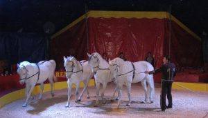 7873 - Circus Renz Pferde
